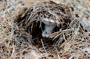R. brevipes – This is how it looks as it forces up woodland debris, forming what some people call a “mushrump” (a mushroom hump).